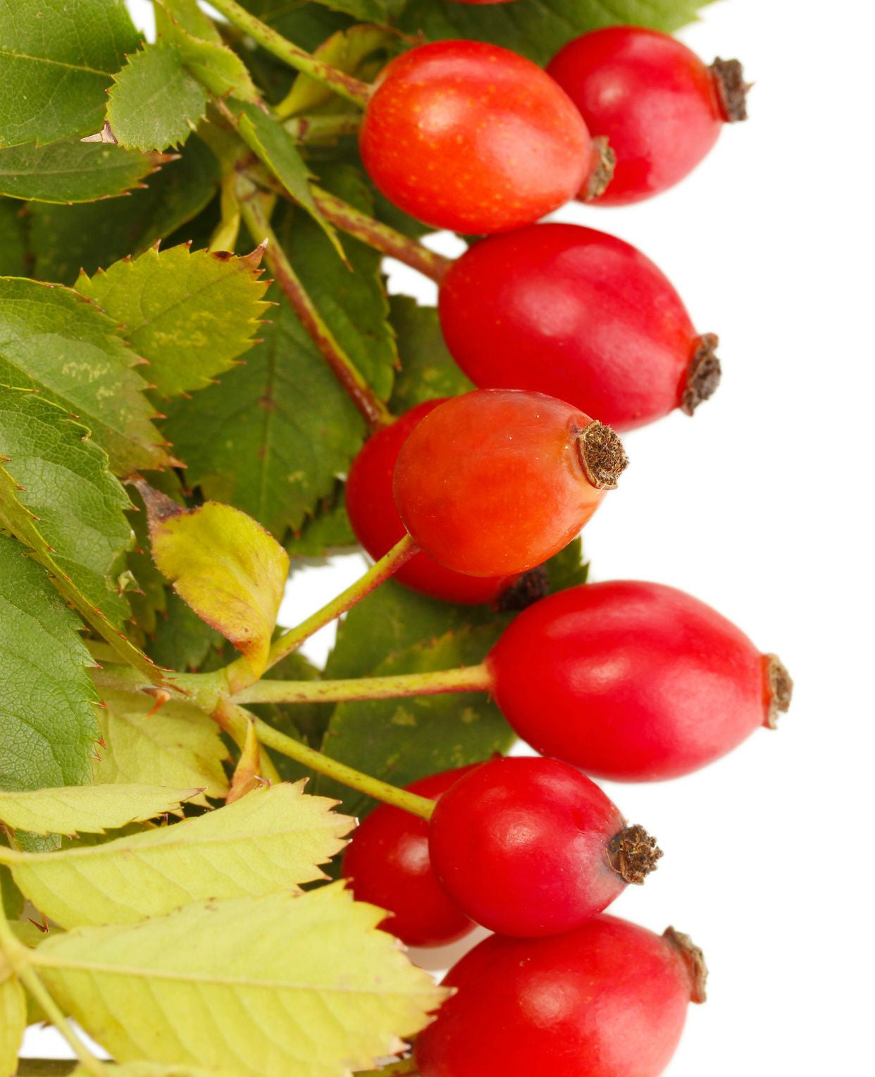 Rosehip Seed Oil (Chile)